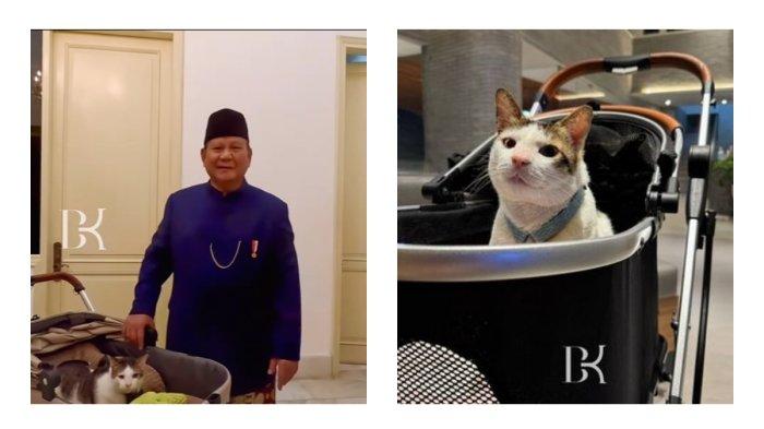 Presiden Prabowo Subianto bersama kucingnya Bobby Kertanegara di Istana Merdeka.