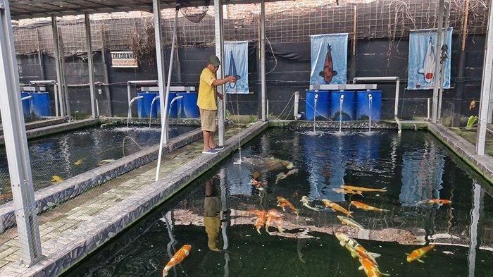 Kaisar Koi Farm Indonesia, lokasi budi daya ikan koi yang berlokasi di Jalan Taman Bunga II, Blok FC1, No. 3, Komplek Modernland, Kota Tangerang, Banten, Minggu (26/5).