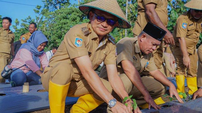 Pj Bupati Pulau Morotai, Muhammad Umar Ali, Tampak saat menanam, cabai di halaman kantor Pemerintahan Terpadu Morotai, Senin (12/2/2024)