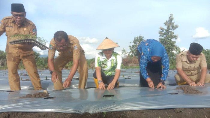 Pj Bupati Kabupaten Pulau Morotai, Muhammad Umar Ali, bersama Kepala Dinas Pertanian, Anwar Husen dan sejumlah Kadis panen cabai, Selasa (19/12/2014)