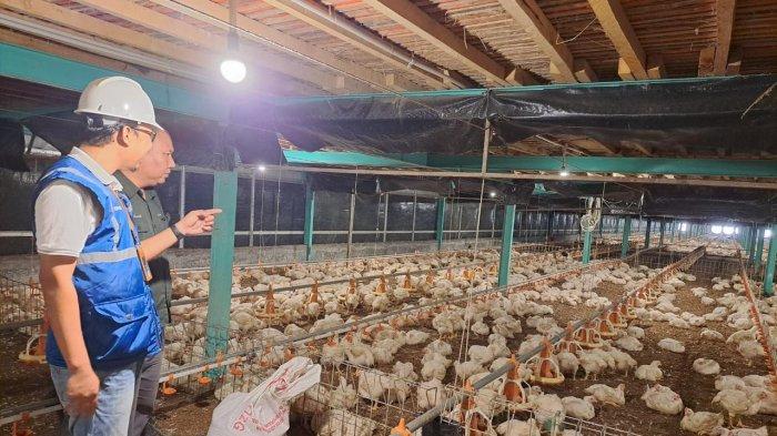Usaha pembibitan ayam di Muara Enim, Sumatera Selatan jadi salah satu pelanggan program _Electrifying Agriculture_ yang digagas PLN. Dengan meningkatkan penggunaan peralatan listrik, usaha tersebut bisa meningkatkan kapasitas produksi hingga 12 persen. Dari yang sebelumnya hanya 130-140 ribu butir telur per hari, menjadi di atas 150 ribu butir telur per hari.