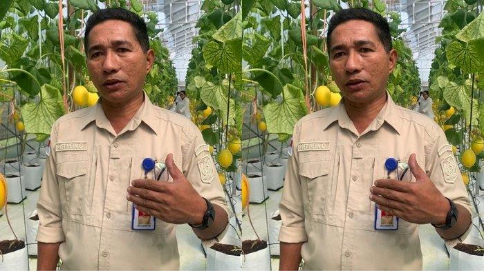 PROGRAM: Kadis Pertanian Halmahera Utara, Maluku Utara Piet Hein Onthony saat diwawancarai Tribunternate.com ditengah kegiatan panen buah melon di Desa Efi-efi, Kecamatan Tobelo Selatan, Rabu (28/5/2025)