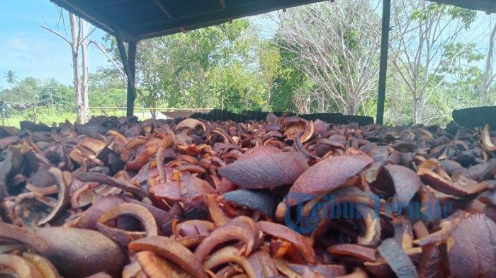 KOMODITAS: Tampak tumpukan kopra masak di salah satu pengolahan tradisional di Pulau Morotai, Maluku Utara, Senin (18/3/2024)