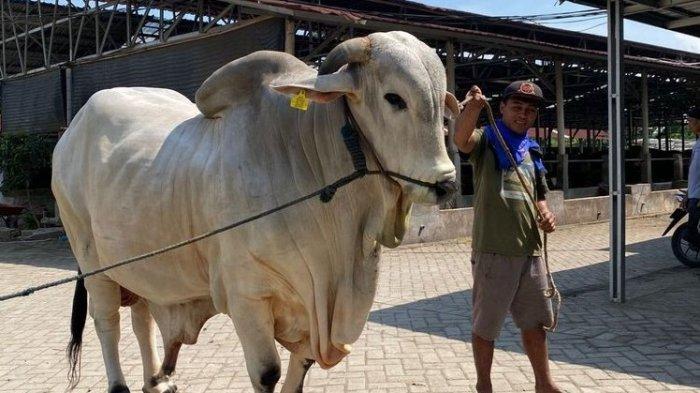 KURBAN: Sapi kurban dari Presiden RI Prabowo Subianto. Untuk Idul Adha 2025, Maluku Utara mendapat 11 sapi kurban