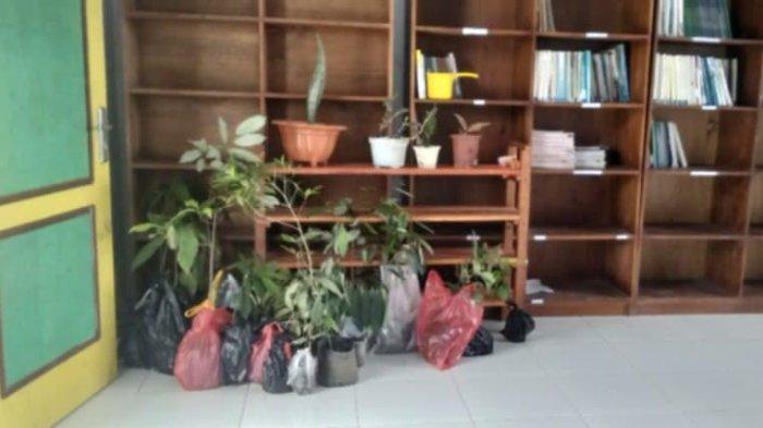 MASALAH: Tampak sejumlah bibit pala dan cengkeh yang dikumpulkan calon siswa SMP Negeri 69 Halmahera Selatan, Maluku Utara, Senin (14/7/2025)
