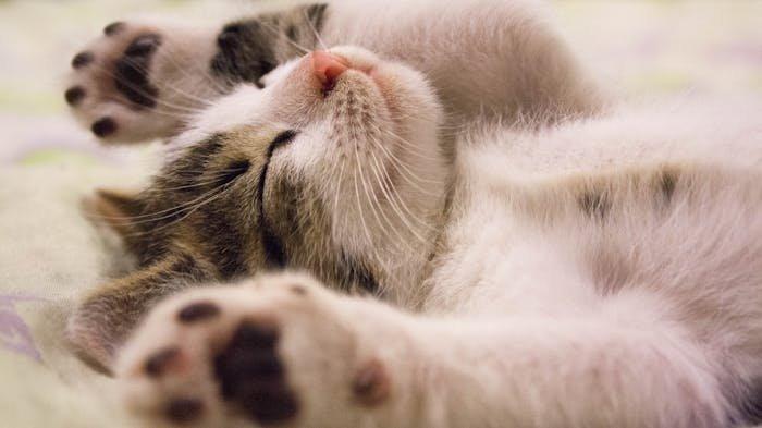 ILUSTRASI Kucing