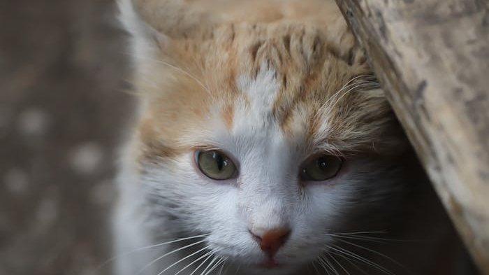ILUSTRASI Kucing