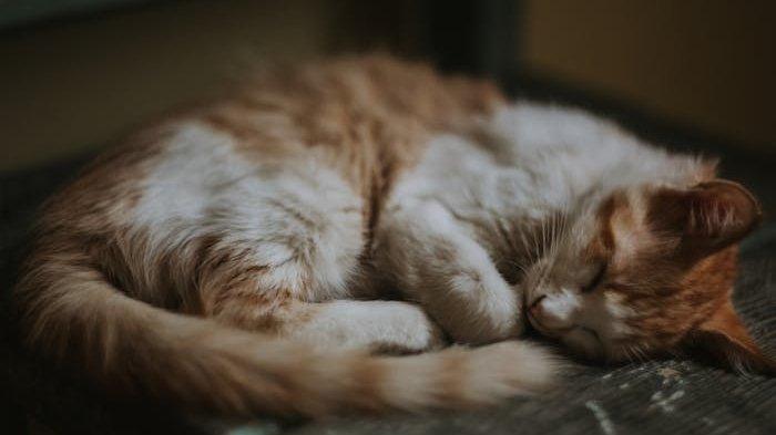 ILUSTRASI Kucing tidur meringkuk