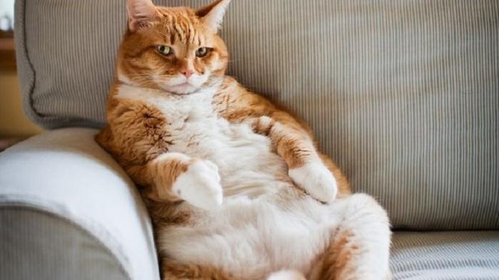 Kucing