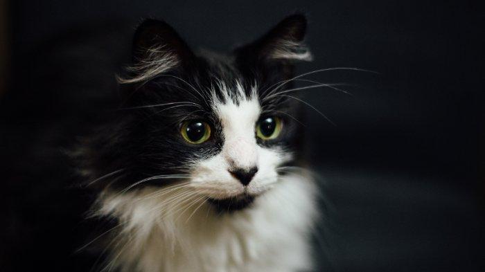 Ilustrasi kucing.