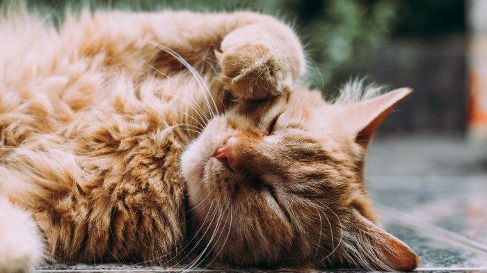ILUSTRASI Kucing.