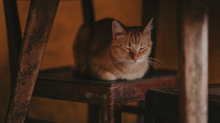 ILUSTRASI Kucing tidur dengan posisi mirip roti tawar