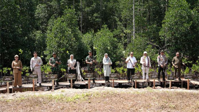 mangrove 2