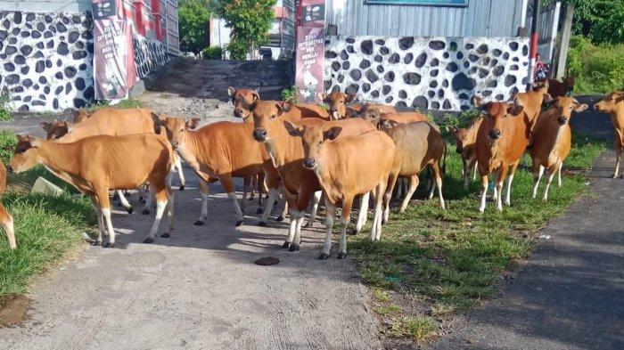 KELUHAN: Tampak sejumlah sapi yang masuk pekarangan rumah warga di Kelurahan Akehuda, Kota Ternate, maluku Utara, Senin (27/1/2025)