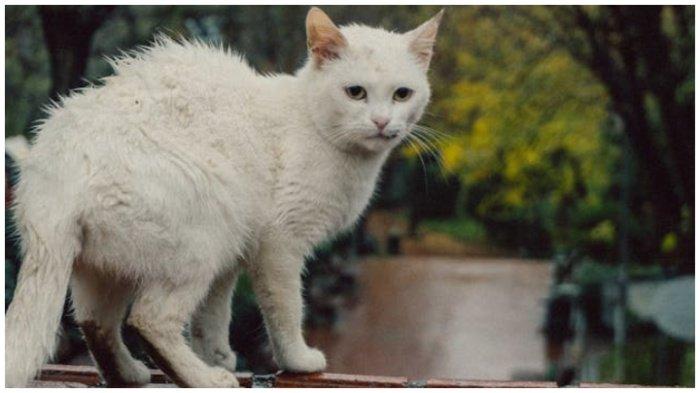 ILUSTRASI Kucing basah