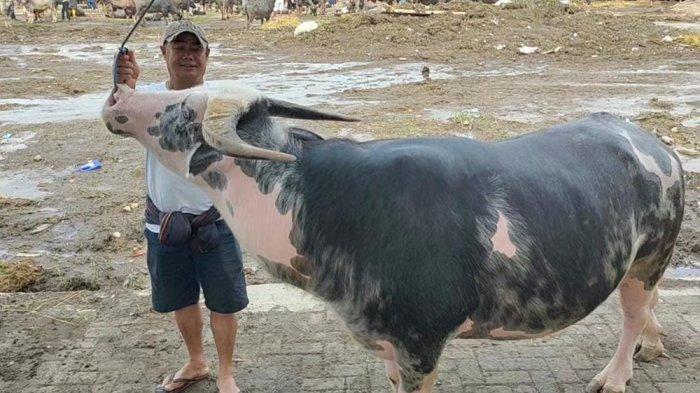 TEDONG BONGA - Pedagang kerbau memegang kerbau jenis Bonga Tappi' di Pasar Hewan Bolu, Kelurahan Tallunglipu Matallo, Kecamatan Tallunglipu, Kabupaten Toraja Utara, Jumat (7/3/2025) pagi. Kerbau ini ditawarkan dengan harga Rpi 280 juta per ekor. Harga kerbau disesuaikan dengan ukuran dan jenisnya.
