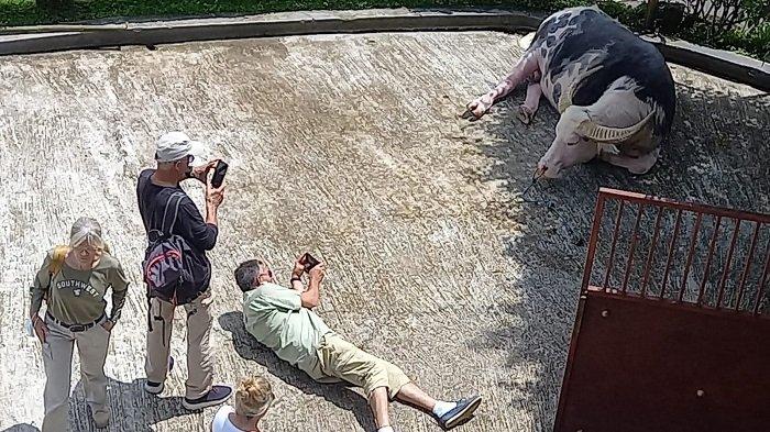 TEDONG SALEKO - Pengunjung mancanegara mengabadikan Tedong Saleko yang ada di Guest House Mentiotiku Batutumonga, Toraja Utara.