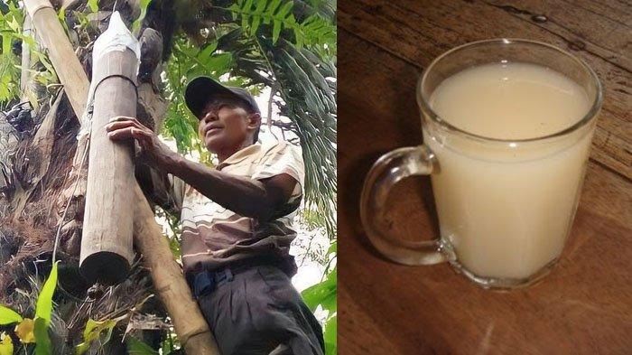 Proses penyadapan tuak dari pohon Aren