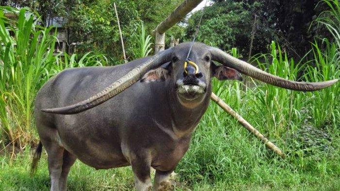 Tedong Balian.