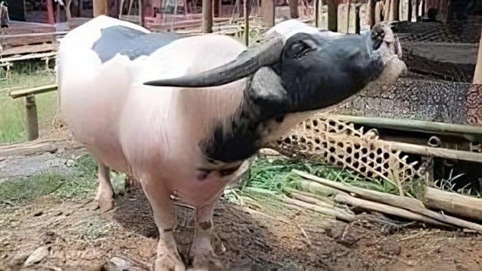 Kerbau atau tedong lotong boko'.