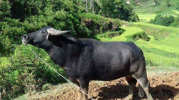 Tedong Pudu'.