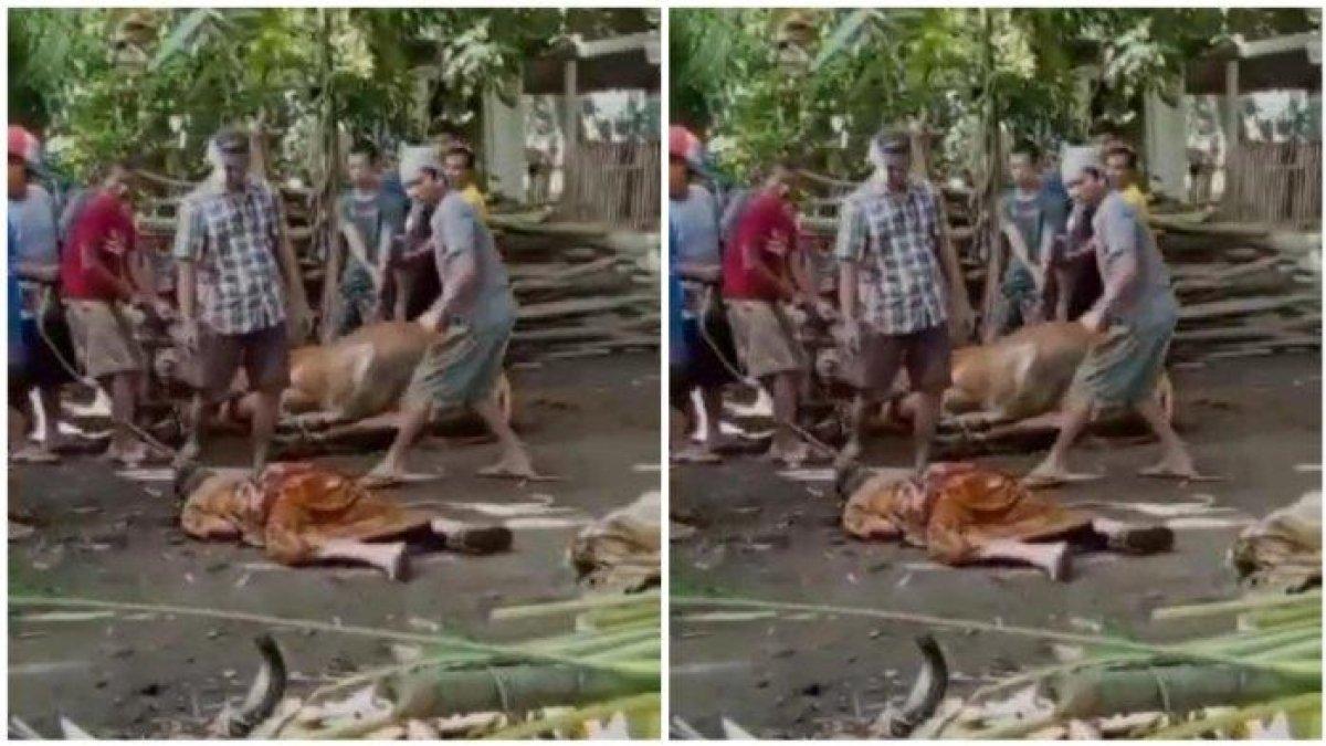 Kakek Sholeh mendadak ambruk saat lihat sapinya disembelih