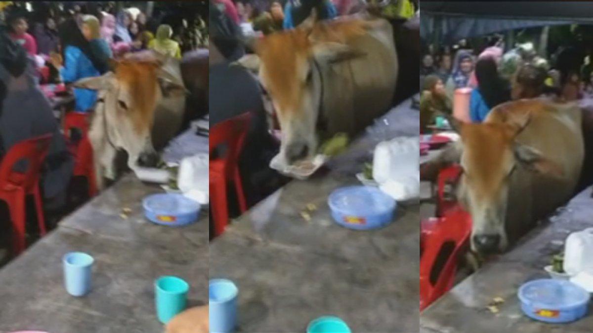 Pesta pernikahan yang semula berjalan dengan lancar tiba-tiba berubah ricuh karena sapi yang kelaparan