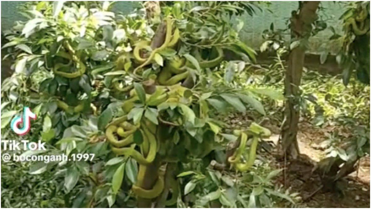 Puluhan ular hijau bergelantungan di atas pohon.
