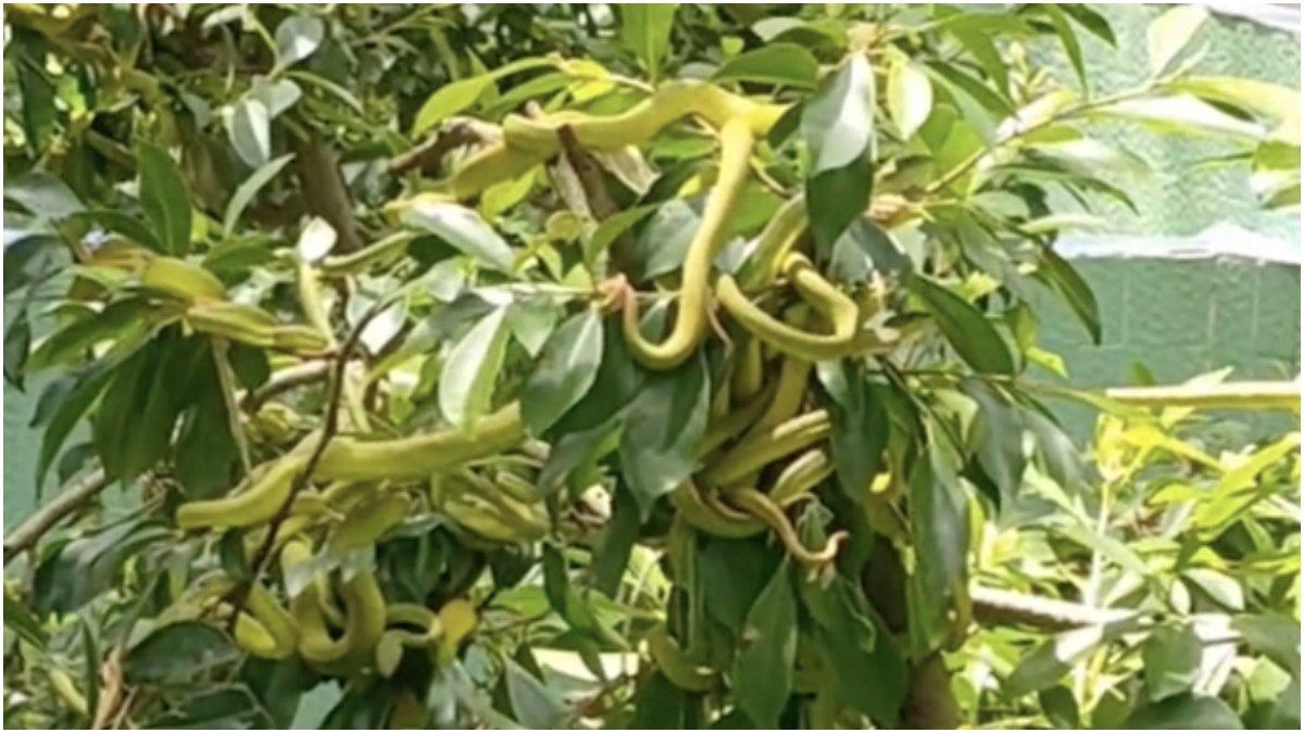 Puluhan ular hijau bergelantungan di pohon.