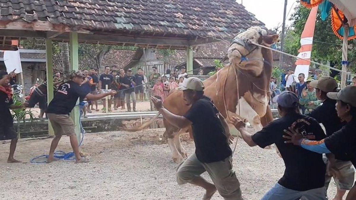 Sapi dari Presiden Joko Widodo untuk warga masyarakat Blora sempat mengamuk di depan Masjid Roudhotul Jannah, Desa Sidomulyo, Kecamatan Banjarejo, Kabupaten Blora, Jawa Tengah, Kamis (29/6/2023)