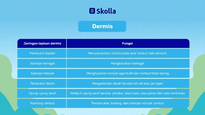 Materi Struktur Kulit: Jaringan Lapisan Dermis