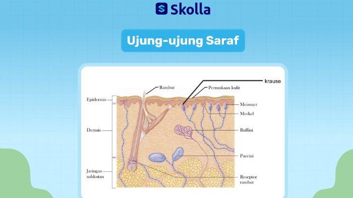 Materi Struktur Kulit: Ujung-ujung saraf