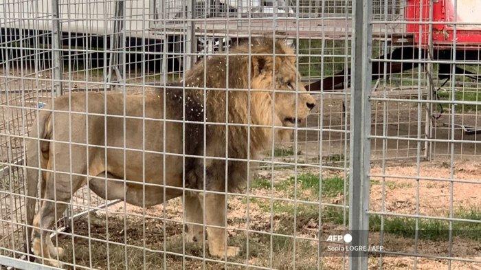 Singa Kimba yang Lari di Jalanan Kota Ladispoli, Italia 23423532465235