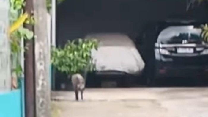 BABI HUTAN BERKELIARAN - Seekor babi hutan berkeliaran di kawasan Pejaten Barat, Pasar Minggu, Jakarta Selatan, Sabtu (14/6/2025). Peristiwa tersebut membuat heboh warga sekitar.