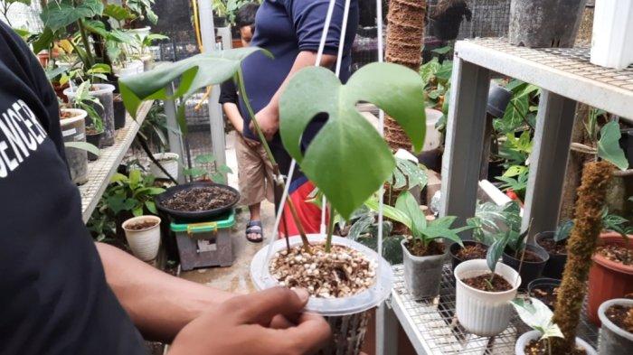 Philodendron masih menjadi primadona tanaman hias.