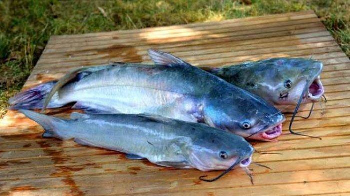 Ilustrasi ikan lele.