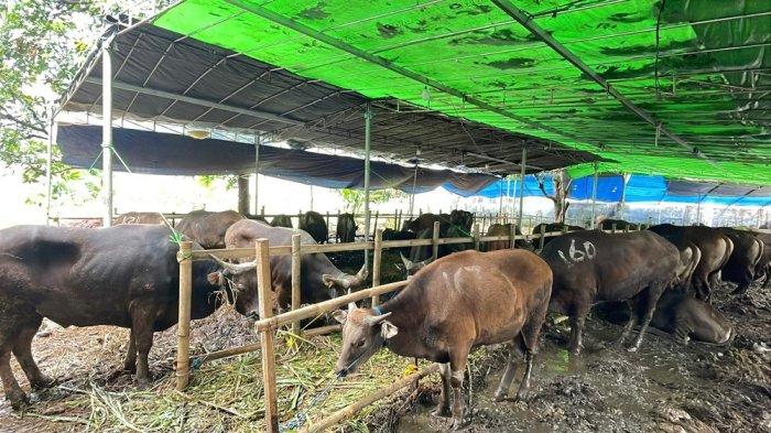 LAKU KERAS - Jelang perayaan Iduladha lapak hewan kurban di Jakarta mulai diserbu konsumen. Penjualan hewan kurban relatif stabil, meski ekonomi sedang lesu.