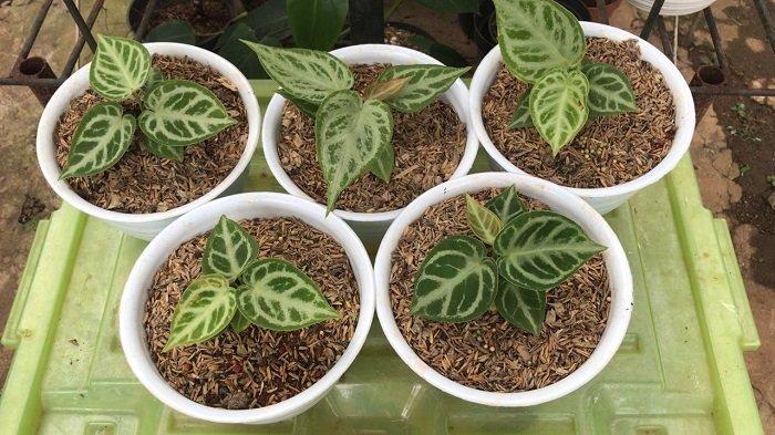 Ilustrsi tanaman hias Anthurium Silver Blush dalam pot.