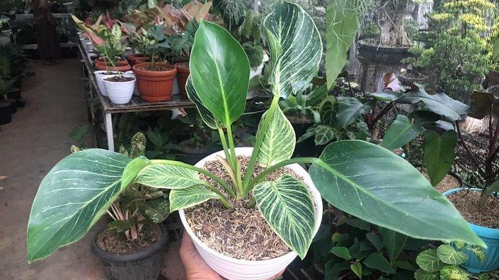 Tanaman hias Philodendron Birkin