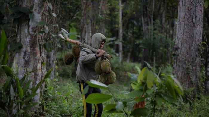 Musim Buah Durian dari Kecamatan Tangse, Kabupaten Pidie, Provinsi Aceh