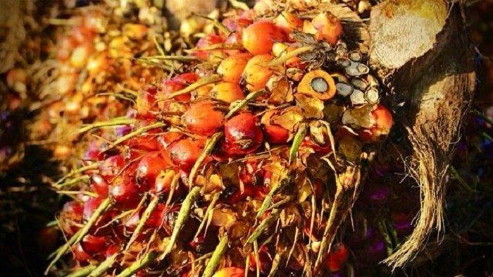 Wacana Pembangunan Kilang Minyak Baru di Aceh: Lokasi Proyek Hilirisasi Nasional