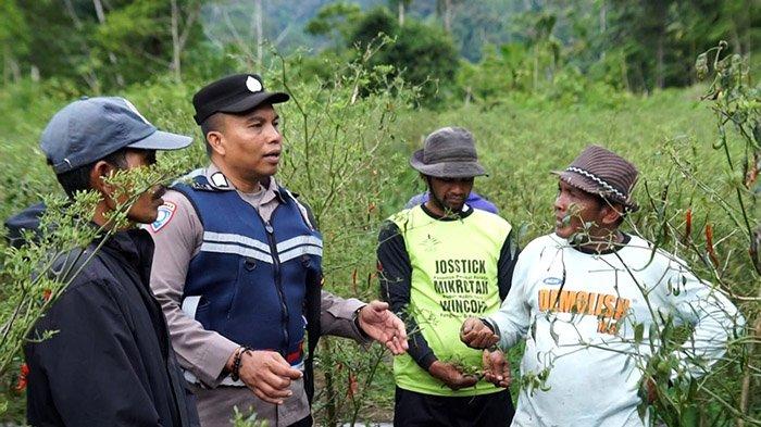 Bripka Adi Syafnur Arisal mengubah lahan ganja menjadi lahan yang ditanami palawija di Beutong Ateuh Banggalang—salah satu kecamatan di Kabupaten Nagan Raya yang terletak di lereng pegunungan Aceh.