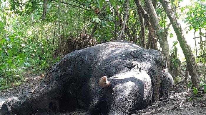 Gajah ditemukan mati di Nagan Raya, Jumat (1/3/2024).