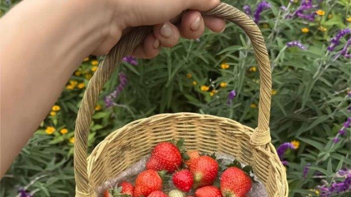 Gaya pacaran Ariel dan Daffa emang aesthetic banget sih. Kegiatan lainnya yang mereka lakukan di tengah alam ini adalah memetik buah stroberi.