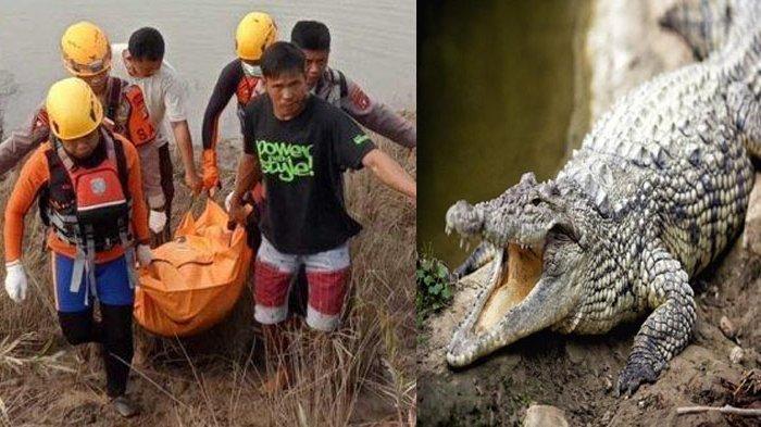 Selama Tahun 2007-2025, 6 Orang Tewas dan 7 Luka Akibat Serangan Buaya di Aceh Singkil