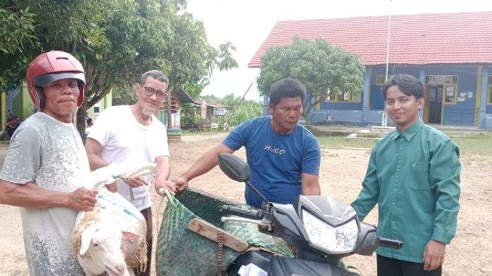 KURBAN KE PERBATASAN - Forum Dakwah Perbatasan (FDP) kembali mengirimkan hewan kurban untuk wilayah pedalaman dan perbatasan Aceh-Sumatera Utara. Sebanyak 46 kambing dan 4 sapi kurban Idul Adha 1446 Hijriah telah didistribukan panitia ke sejumlah wilayah.
