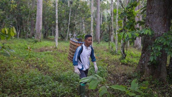 Kebun Durian di Kecamatan Tangse, Kabupaten Pidie, Provinsi Aceh