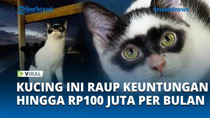 VIDEO, Kucing Viral Bertopeng Zorro, Pemilik Raup Keuntungan Hingga