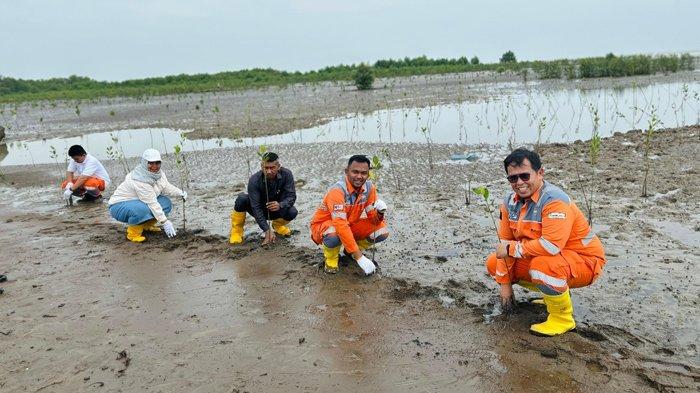 Peringati Hari Mangrove Sedunia, PT PIM Tanam 1000 Bibit Pohon Mangrove