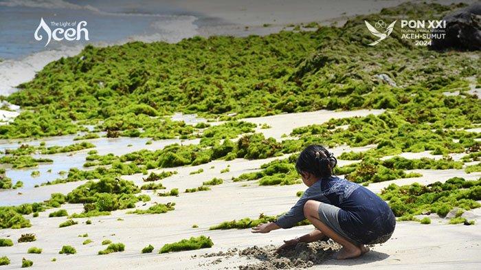 Bermain di lumut karang laut di Pantai Lhok Bubon, Kecamatan Samatiga, Kabupaten Aceh Barat, Minggu (23/9/2024).